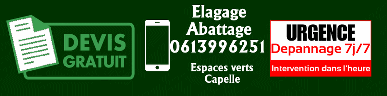 Devis élagage abattage arbre gratuit 95 Val d'Oise