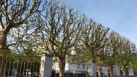 Elagage d'arbres 95 Elagueur Capelle Elagage d'arbres 95 78 92
