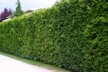 Taille de haies espaces Verts Capelle Taille de haies 95 78 92
